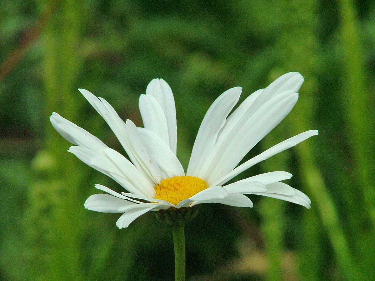 Leucanthemum maximum Grootbloemige  margriet bestellen